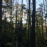 Fourth Monday Talk: Pine Park Association