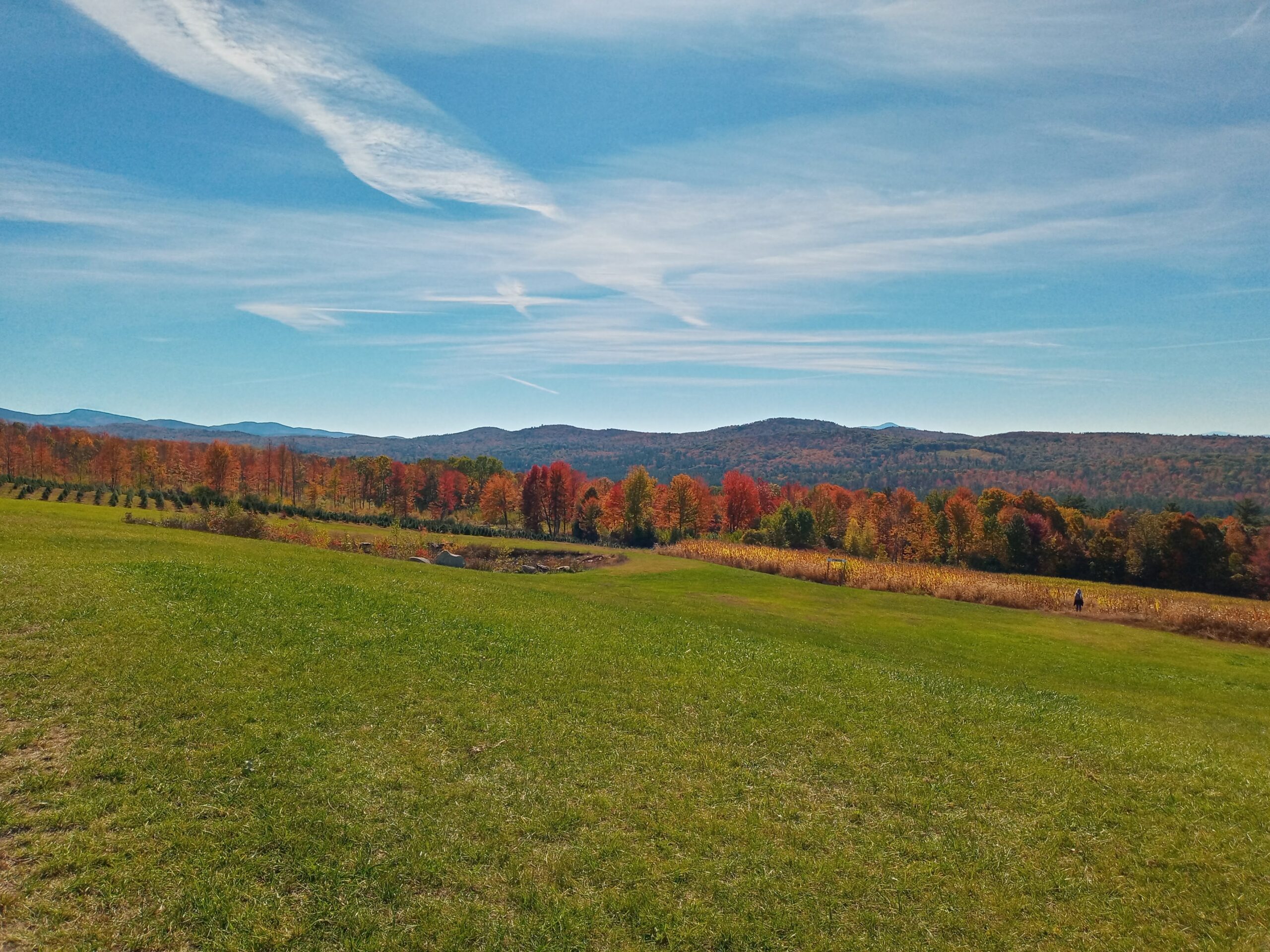 Patch Orchards